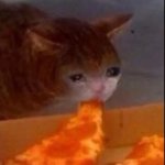 Cat eating pizza while crying meme