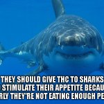 THC Shark | THEY SHOULD GIVE THC TO SHARKS TO STIMULATE THEIR APPETITE BECAUSE CLEARLY THEY'RE NOT EATING ENOUGH PEOPLE. | image tagged in great white shark | made w/ Imgflip meme maker