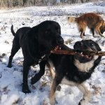 Dog with stick