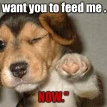 Uncle Sam Dog | "I want you to feed me . . . NOW." | image tagged in winking dog | made w/ Imgflip meme maker