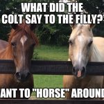 Horse Around | WHAT DID THE COLT SAY TO THE FILLY? WANT TO "HORSE" AROUND? | image tagged in horses | made w/ Imgflip meme maker
