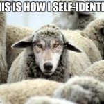 Trans-Sheep | THIS IS HOW I SELF-IDENTIFY | image tagged in trans-sheep | made w/ Imgflip meme maker