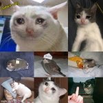 Multiple sad cats