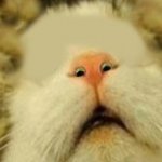 eyes in nose cat meme