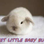 I must have it | SWEET LITTLE BABY BUNNY | image tagged in bunny | made w/ Imgflip meme maker