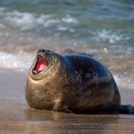 yawning seal