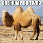 Come on down to the Camel Lot! | ONE HUMP OR TWO? | image tagged in talkin shit camel | made w/ Imgflip meme maker