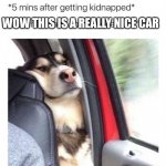 Dog | WOW THIS IS A REALLY NICE CAR | image tagged in funny,memes,dog,funny memes,dank memes,dank | made w/ Imgflip meme maker
