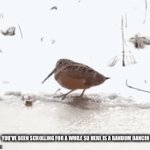 Dance | YOU’VE BEEN SCROLLING FOR A WHILE SO HERE IS A RANDOM DANCIN BIRDO BOI | image tagged in gifs,dancer | made w/ Imgflip video-to-gif maker