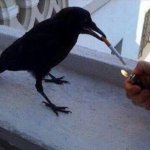 Haven't heard that name in years Crow