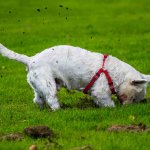 Terrier digging a hole