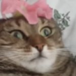 Cat can't handle flower