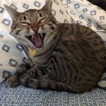 Laughing cat