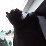 Cat looking out window Meme Generator - Imgflip