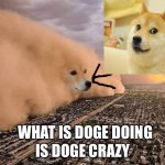 Why is doge taking over the city?!? | IS DOGE CRAZY; WHAT IS DOGE DOING | image tagged in coronavirus sand storm over city,doge,buff doge vs cheems,increasingly buff,inhaling seagull,batman slapping robin | made w/ Imgflip meme maker