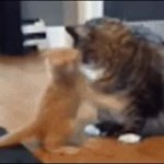 cat fighting big cat GIF Template