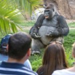 Gorilla Storyteller