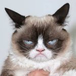 grumpy cat