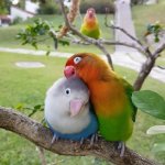 cuddling birds