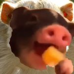 Cheese Eating Monkey Pig meme