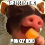 Cheese Eating Monkey Pig | CHEESE EATING; MONKEY HEAD | image tagged in cheese eating monkey pig | made w/ Imgflip meme maker