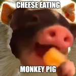 Cheese Eating Monkey Pig Rev. Matty F Show | CHEESE EATING; MONKEY PIG | image tagged in cheese eating monkey pig | made w/ Imgflip meme maker