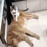 Cat sitting on dog