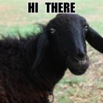 black sheep | HI   THERE | image tagged in black sheep | made w/ Imgflip meme maker