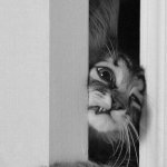 Kitty wants in