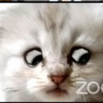 Zoom cat