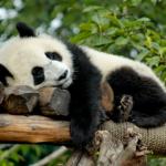sleeping panda meme