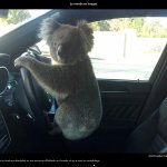 Koala driving
