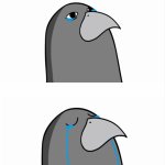 crying pigeon head