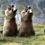 Marmot party