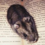 Literary hamster