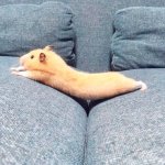 Stretching Hamster meme