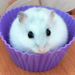 hamster cupcake