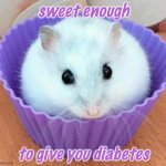 Hooman! Do not eat! I belong in the Rodents Stream! | sweet enough; to give you diabetes | image tagged in hamster cupcake,hamster,rodent,cute | made w/ Imgflip meme maker