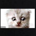 Zoom court kitten