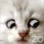 Zoom Cat