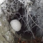 Underground Mushroom