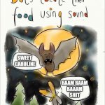 Can't get that song out of my head | SWEET 
CAROLINE; BAAM BAAM
BAAAM
SHIT | image tagged in bats locate their food using sound,memes,meme | made w/ Imgflip meme maker