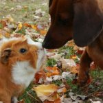 guinea pig and dachsund