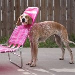 Dog stuck in lounger