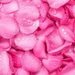 Pink rose pedals background