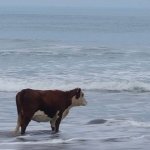 Vaca en la playa