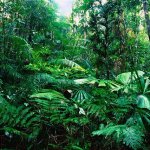 tropical_ rainforest | image tagged in tropical_ rainforest | made w/ Imgflip meme maker