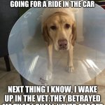 Dog in cone meme (guilt) | THEY SAID WE WERE GOING FOR A RIDE IN THE CAR; NEXT THING I KNOW, I WAKE UP IN THE VET.THEY BETRAYED ME THAT I SHALL NEVER FORGET | image tagged in dog in cone | made w/ Imgflip meme maker