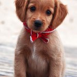 cute doggo