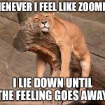 Feel like Zooming? | WHENEVER I FEEL LIKE ZOOMING, I LIE DOWN UNTIL THE FEELING GOES AWAY. | image tagged in sleeping lion | made w/ Imgflip meme maker
